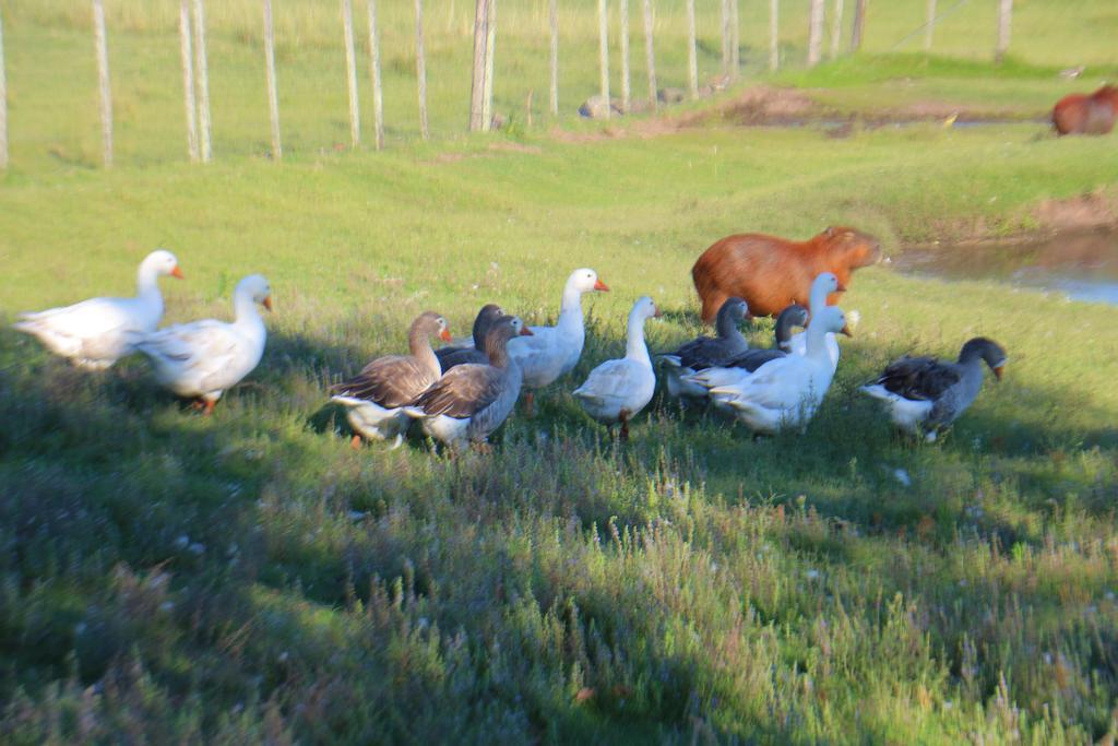 Estancia Turistica Finca Piedra Mal Abrigo ภายนอก รูปภาพ